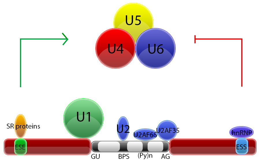 spliceosome